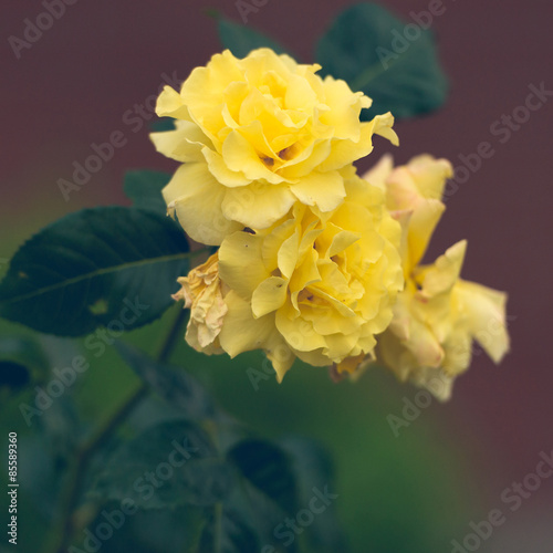 yellow roses in the garden © tan4ikk