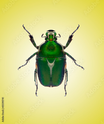 beetle © badahos