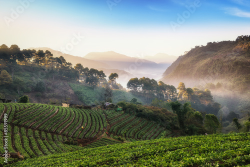 Beautiful misty morning sunrise  in strawberry garden and strawberry farm at Doi Ang Khang   Chiang Mai  Thailand
