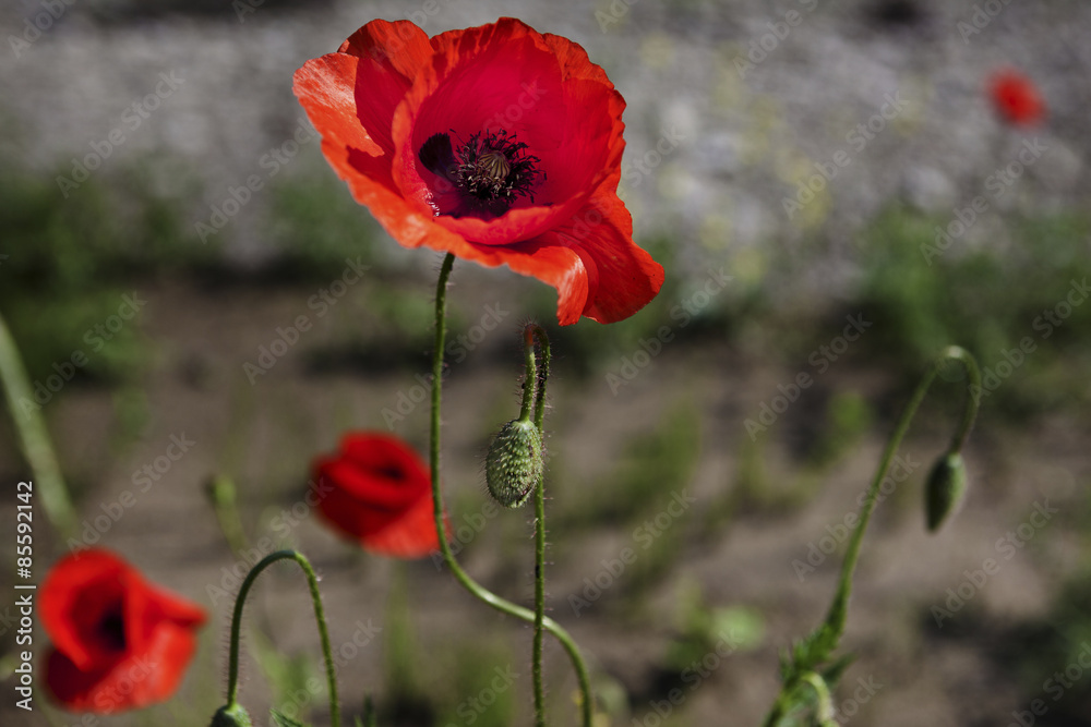 Obraz premium Colorful meadow with poppies