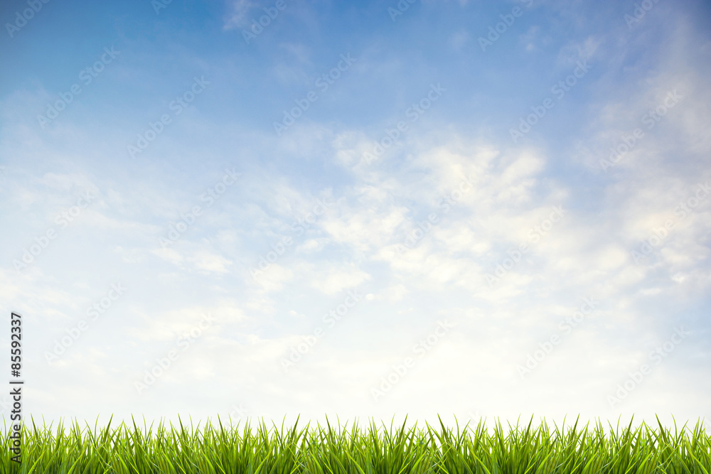 Grass grass under blue sky and clouds Grass grass under blue sky and clouds