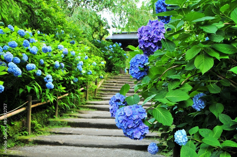 custom made wallpaper toronto digital鎌倉あじさい