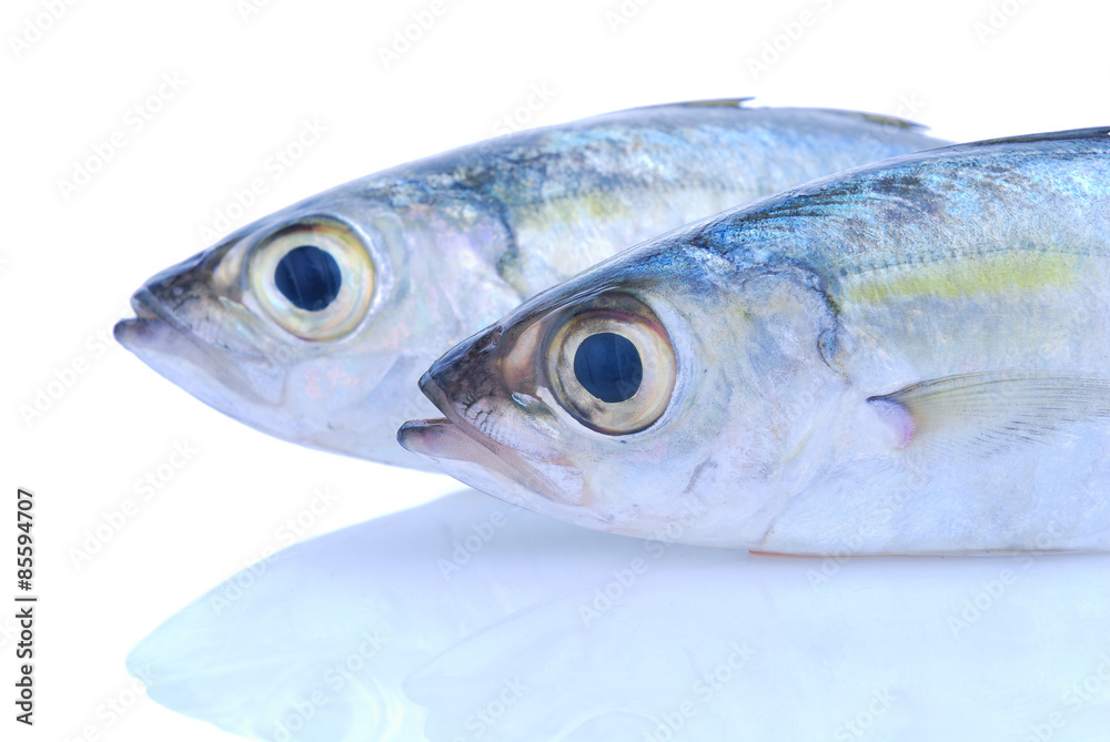 Fresh mackerel fish on the white background Fresh mackerel fish on the white background