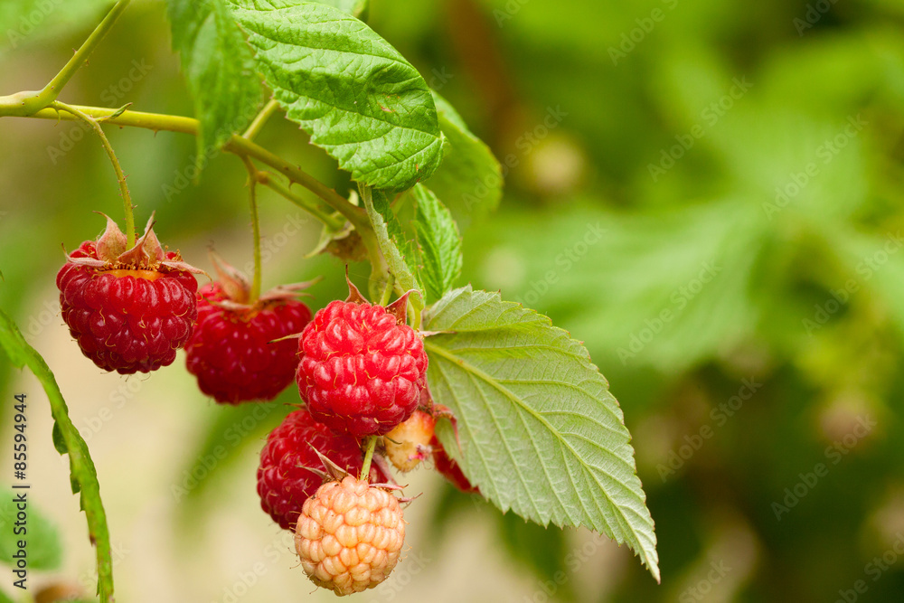 red raspberry red raspberry