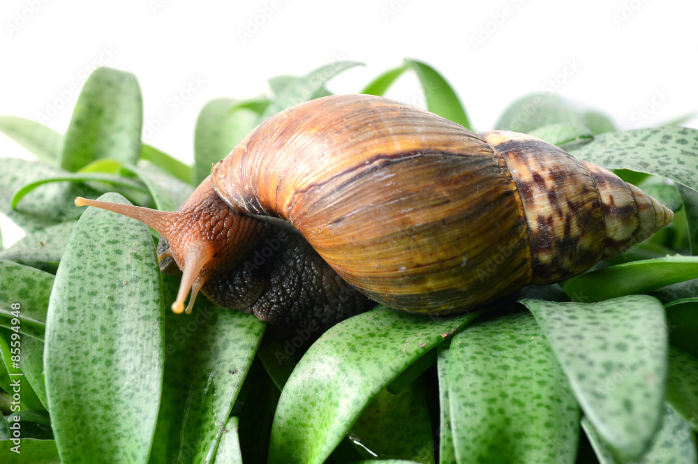 Land snail, Helix sp., Phylum Mollusca, Central of Thailand Land snail, Helix sp., Phylum Mollusca, Central of Thailand