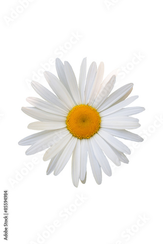 beautiful flower daisy © olvius