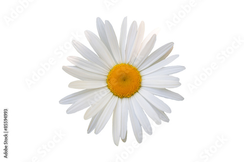 beautiful flower daisy