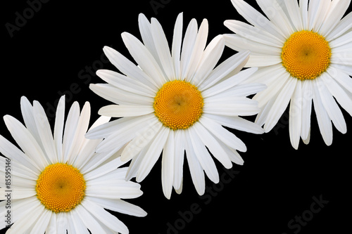 white daisy against black background