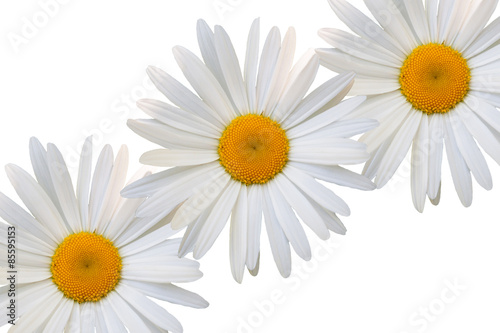 Fototapeta Naklejka Na Ścianę i Meble -  beautiful flower daisy