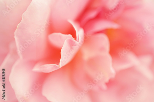 Sweet roses in soft color style for background 