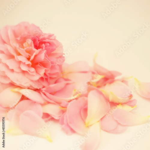 Sweet roses in soft color style for background  