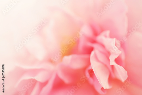 Sweet roses in soft color style for background 