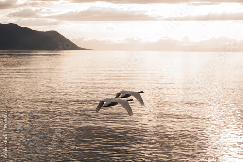Two mute swans synchronously flying towards the sunset