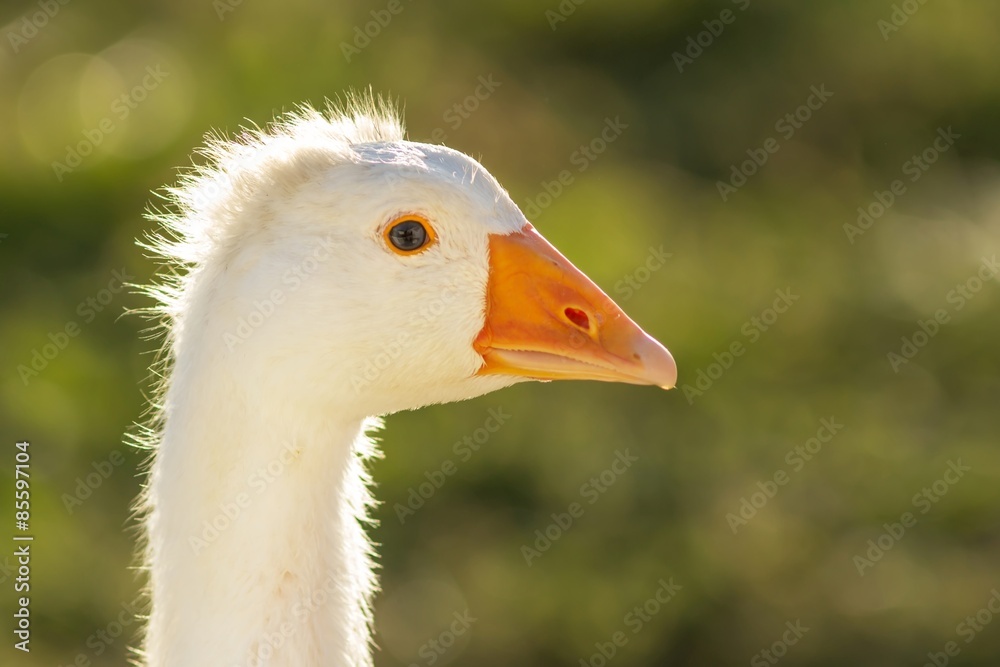 Fototapeta premium kopf einer jungen männlichen hausgans / Head of young male domestic goose
