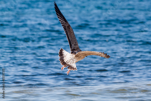 Flying seagull on the island of Thassos