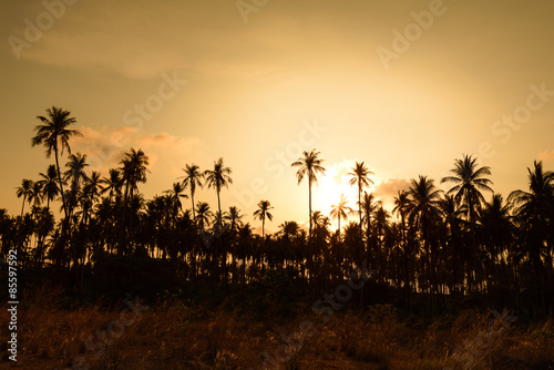 Coconut tree at sunset.