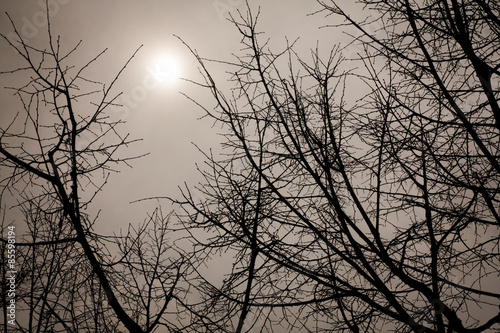 nightly sky with large moon