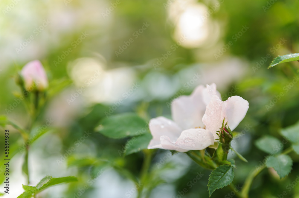 Obraz premium Rose branch with white buds.
