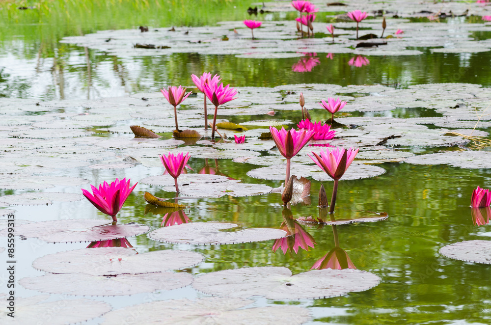 Naklejka premium pink lotus blossom