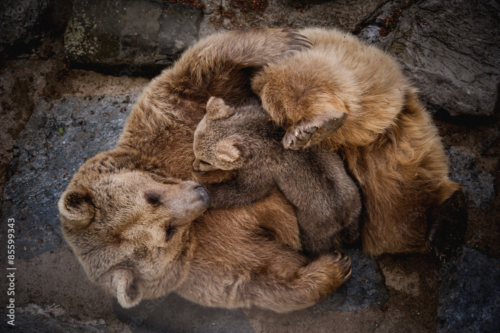 Obraz premium brown bears breast feeding baby