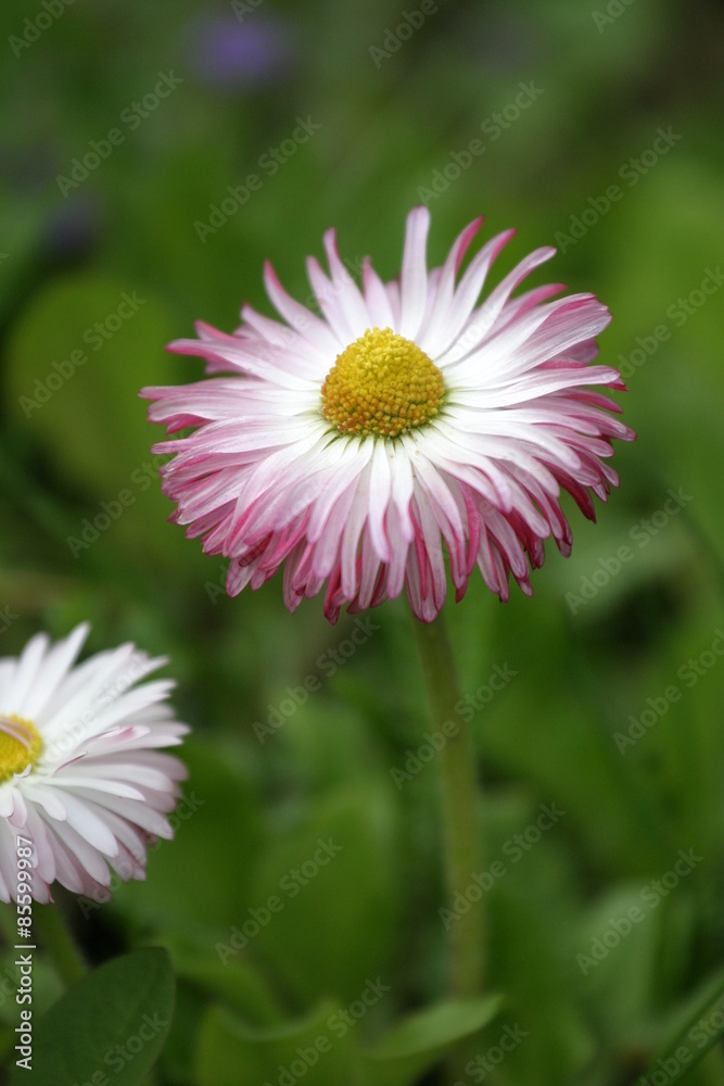 Obraz premium Stokrotka, pospolita, łąkowa, trwała (Bellis perennis)