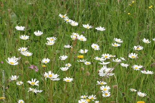Stokrotka, pospolita, łąkowa, trwała (Bellis perennis) © agatop