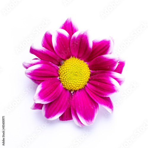 Soft abstract image of vivid flower