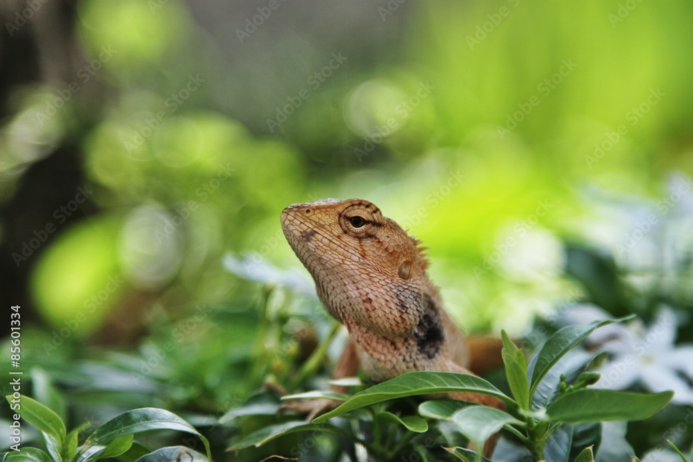 Obraz premium Schnappschuss in Thailand