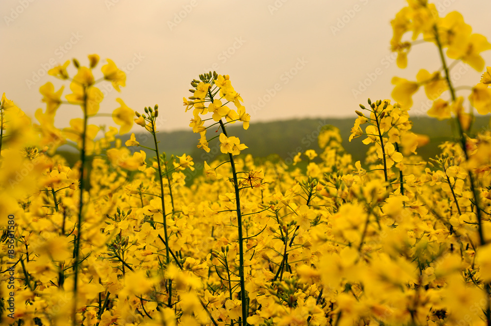 Rapsfeld Rapsfeld