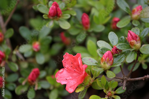 Różanecznik, azalia, rododendron (Rhododendron)