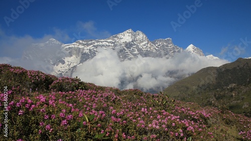 Pink spring flowers and snow capped Kongde Ri photo