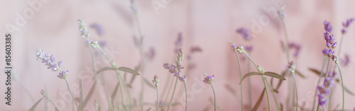 Lavendel, Bokeh