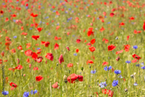 Flowering red poppies at the field. © Alina G