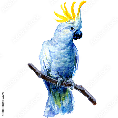 Beautiful white Cockatoo, Sulphur crested Cockatoo standing on a photo