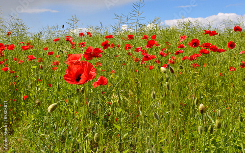 Field of ripening rapes with wild blossoming poppy flowers