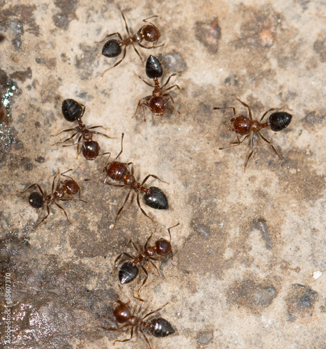 ants eat © studybos