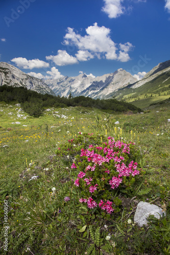Alpenrosenbusch im Gebirge