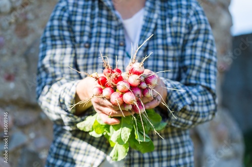 Woman hands with just picked radish