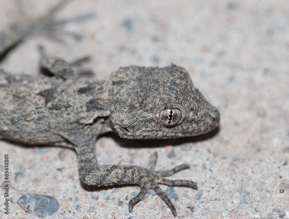 small lizard on a rock small lizard on a rock