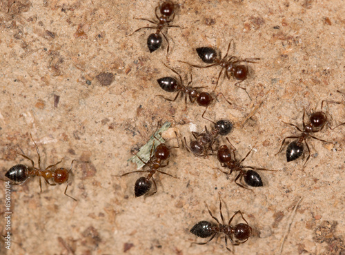 ants on a brown background © studybos