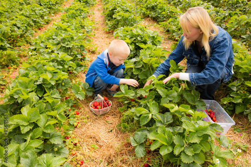 Mama mit Sohn pflücken Erdbeeren  photo