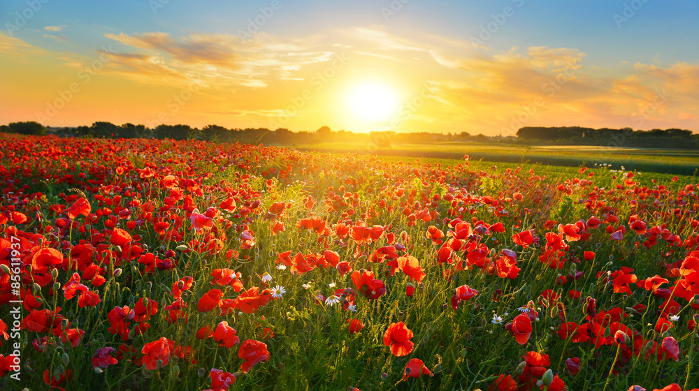 Poppy field at sunrise in summer countryside - obrazy, fototapety, plakaty 
