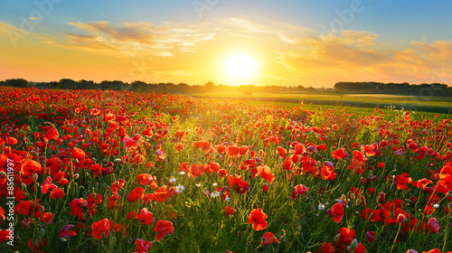 Poppy field at sunrise in summer countryside