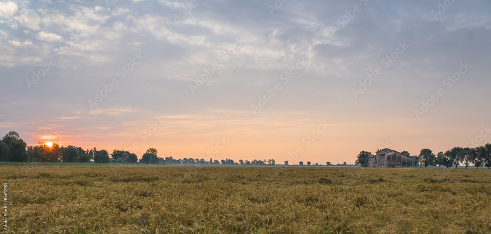 Sonnenaufgang über dem Kornfeld