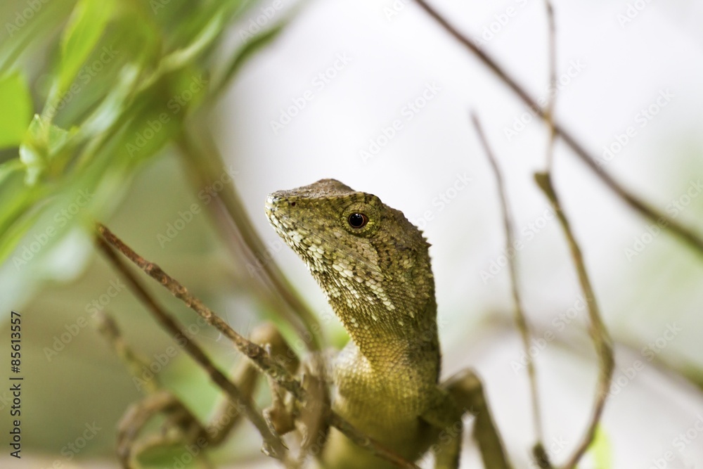 Naklejka premium Swinhoe's tree lizard , Japalura swinhonis