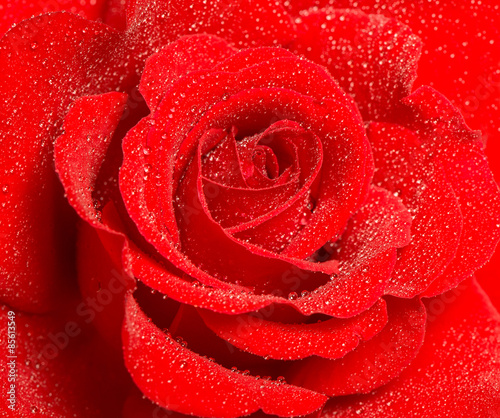 Red rose flower with water drops. Holidays greetings card concep