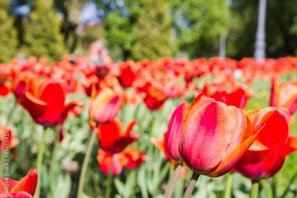 Red spring tulips grow in the flower bed in the Park