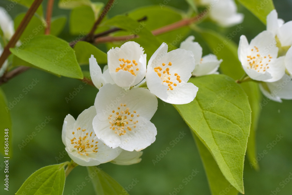 Obraz premium A branch of Jasmine