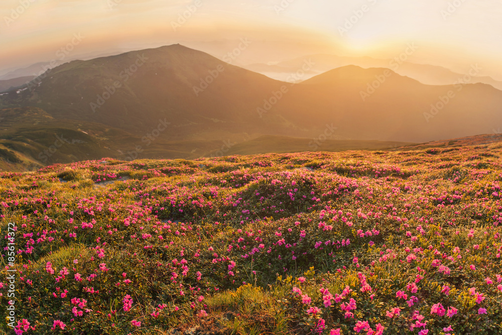 Beautiful mountain landscape with blossoming rhododendron flower