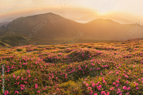 Beautiful mountain landscape with blossoming rhododendron flower #85614372